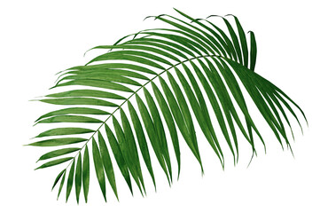 Green leaf of palm tree on transparent background png file	