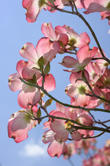 clusters of cornus or dogwood blossoms on a blue sky in springtime