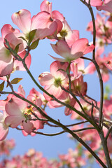branches of cornus or dogwood blossoms - second version