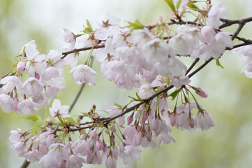 Fototapeta na wymiar light pink tree blossoms on a delicate bokeh background
