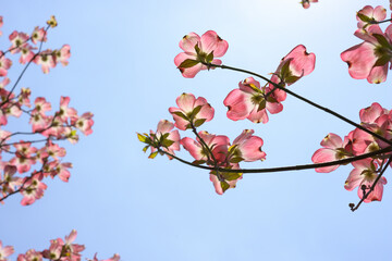 cornus or dogwood blossoms on branches in the sky