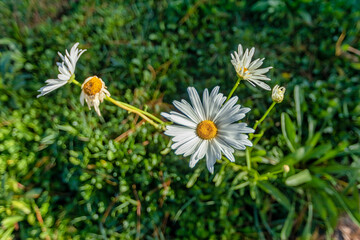 MARGUERITE OR BELLIS PERENNIS OR WILD DAISY FLOWERS GROWING ON MEADOW, WHITE CHAMOMILES ON GREEN GRASS BACKGROUND. OXEYE DAISY, LEUCANTHEMUM VULGARE, DAISIES, DOX-EYE, COMMON DAISY, DOG DAISY.