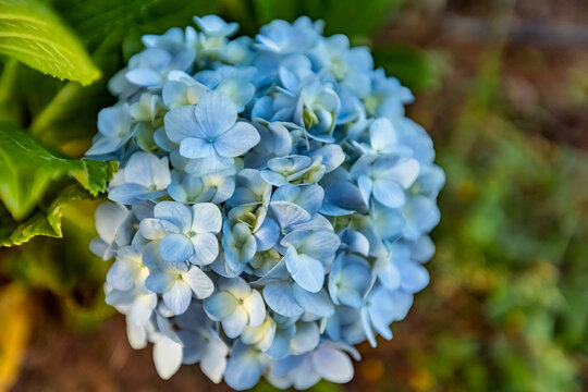 THE WHITE-BLUE FLOWER CALLES HYDRANGEA, DA LAT, VIETNAM