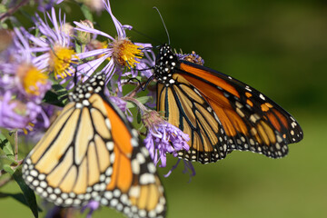 monarch butterflies on purple aster flowers