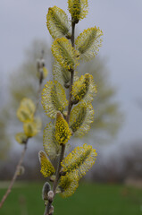 pussy willow on a somber day in the park