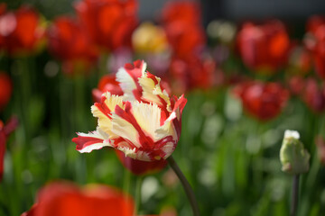 white and red parrot tulip © eugen