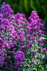 CLOSEUP OF PURPLE MICHAELMAS DAISY FLOWERS, ASTER AMELLUS RUDOLF GOETHE, IN A GARDEN, DA LAT, VIETNAM