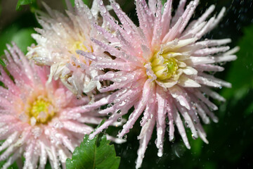 fancy pink dahlia blossoms with mist or water droplets - Powered by Adobe
