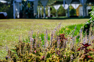 SALVIA PRATENSIS SAGE FLOWERS IN BLOOM, FLOWERING BLUE VIOLET PURPLE MMEADOW CLARY PLANTS, GREEN GRASS LEAVES, DALAT, VIETNAM
