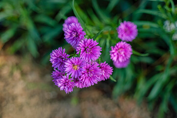 CLOSEUP OF PURPLE MICHAELMAS DAISY FLOWERS, ASTER AMELLUS RUDOLF GOETHE, IN A GARDEN, DA LAT, VIETNAM