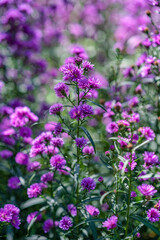 Obraz premium CLOSEUP OF PURPLE MICHAELMAS DAISY FLOWERS, ASTER AMELLUS RUDOLF GOETHE, IN A GARDEN, DA LAT, VIETNAM