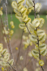 branches with pussy willow catkins 