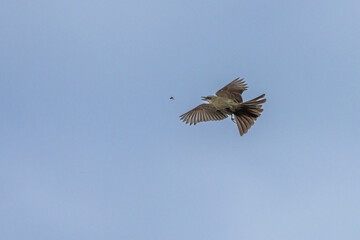 Fototapeta premium The Tropical Kingbird also known as Suiriri hunting an insect in flight. Species Tyrannus melancholicus. Animal world. Birdwatching. Yellow bird. Fycatcher
