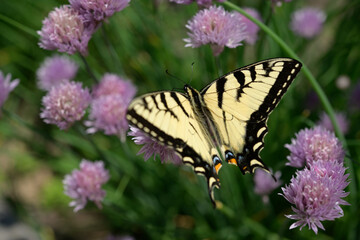 Eastern tiger swallowtail (Papilio glaucus) - dorsal view - likely female - on chive blossoms