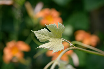 vine leaf and out of focus wild orange lilies