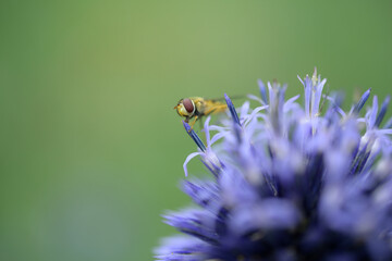 bee on a flower