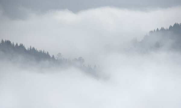 Forest in the morning mist on mountain. Autumn scene. © Gorart