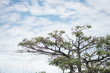 Plantation in Chu Dang Ya Volcano, Gia Lai, Vietnam