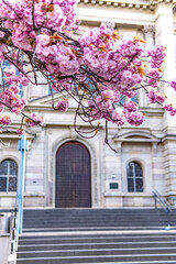 Cherry blossom in Maint around the Christuskirche