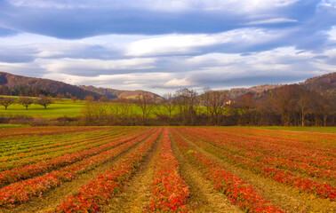 Fototapeta na wymiar Agricultural fields in autumn and dramatic blue sky, in Steiermark, Austria