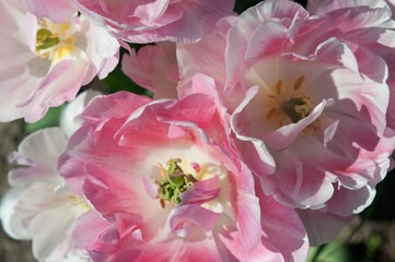large pink tulips close up
