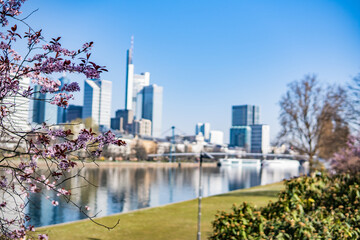 Fototapeta na wymiar Frankfurt with blooming trees in spring