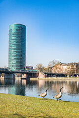 Frankfurt with blooming trees in spring