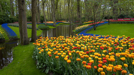 Different flowers of many colors