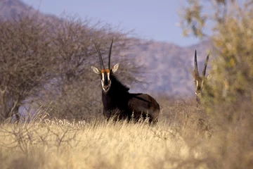 Poster Sable antelope (Hippotragus niger), rare antelope with magnificent horns, Namibia © Miroslav