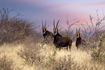 Sable antelope (Hippotragus niger), rare antelope with magnificent horns, Namibia - obrazy, fototapety, plakaty