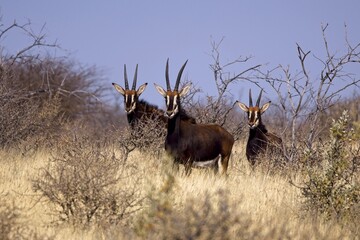 Sable antelope (Hippotragus niger), rare antelope with magnificent horns, Namibia