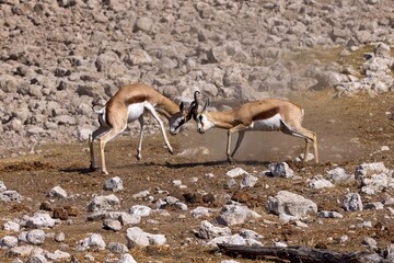 Springbok antelope, Antidorcas marsupialis, in the African dry habitat, Etocha NP, Namibia. Two...