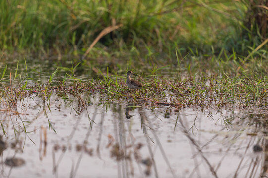 Marsh sandpiper (Tringa stagnatilis) at Bosipota, Hoogly, West Bengal, India