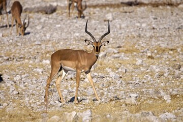 Naklejka na ściany i meble Black Faced Impala Buck with good horns standing in the African Bush, Etosha National Park, Namibia