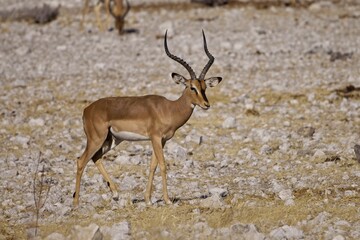 Black Faced Impala Buck with good horns standing in the African Bush, Etosha National Park, Namibia