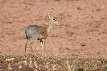 Naklejka na ściany i meble This small antelope is a Kirk's Dik-dik, native to Eastern Africa, one of six subspecies of antelope. Dik-diks are herbivores and their tan fur helps them camouflage in their surroundings in Africa.