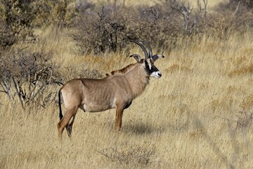 Roan antelope, Hippotragus equinus, in the grass, mountain in the background, Savuti, Namibia, Africa. Animal, savannah antelope in the nature habitat. Nature wildlife.