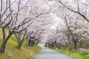 日の隈公園（神埼市）のサクラ