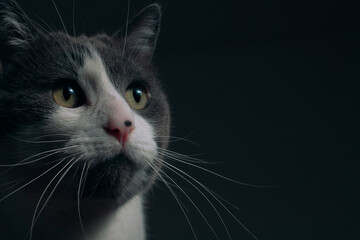 Solemn cat in room dark background