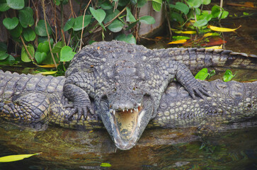Crocodiles lie on top of each other