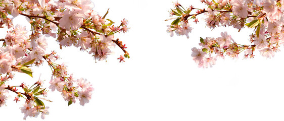 cherry blossom flowers on a branch