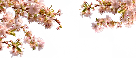 Gordijnen cherry blossom flowers on a branch © sunnychicka