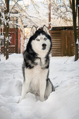 Husky dog portrait in winter snowy sunny forest. Outdoor fun with pet.