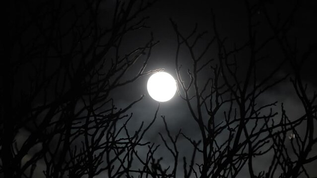 Bright full Moon behind tree branches without leaves at night. Video shooting with a telephoto lens