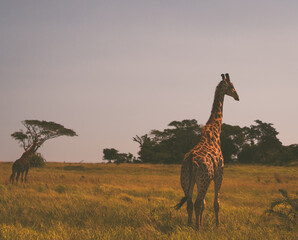 Giraffe in South Africa