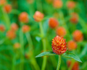 Orange gomphrena or globe amaranth in the garden. - 556300826
