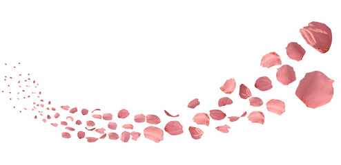 cherry blossom petals flying