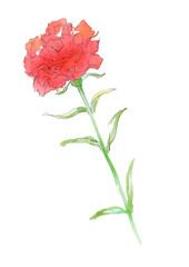 咲いたカーネーションの花の優しい水彩イラスト(透過PNG)