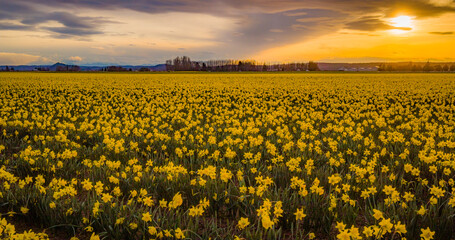 Amazing sunset over the field of beautiful yellow daffodils. Blooming narcissus in spring.