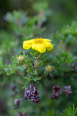 Fototapeta premium Blooming small yellow cinquefoil flower on a sunny day macro photography. Fresh five finger flowering plant with yellow petals in summer close-up photo. silverweed flower in a green background.